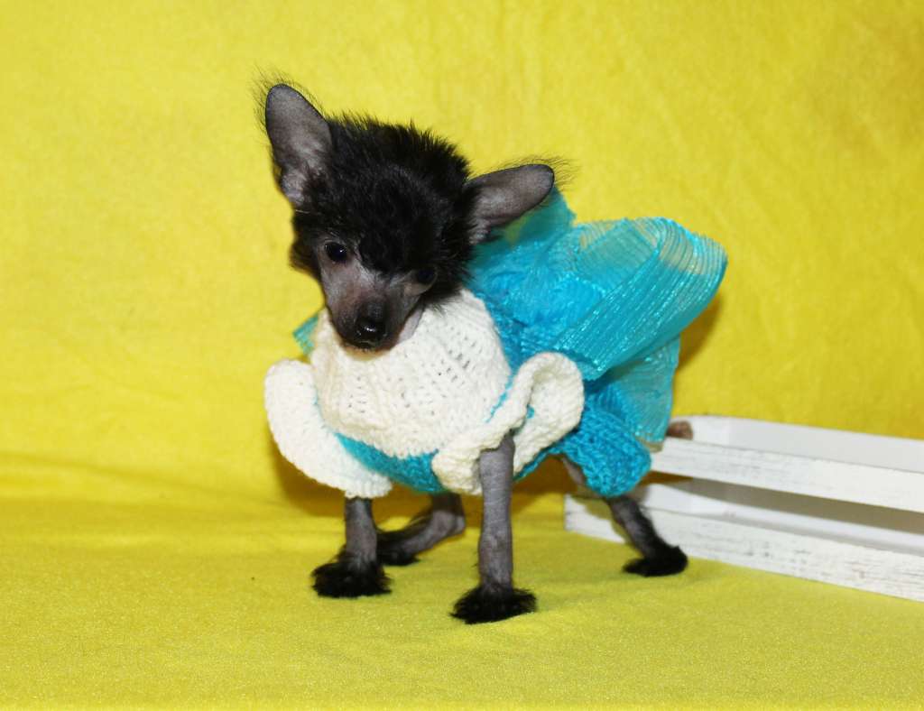 Charuyuschiy Soblazn Ocharovashka Letty