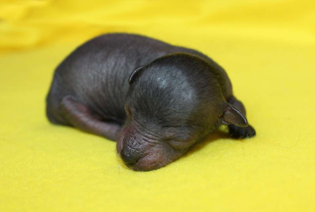 Charuyuschiy Soblazn Orchid Pearl of the Forest