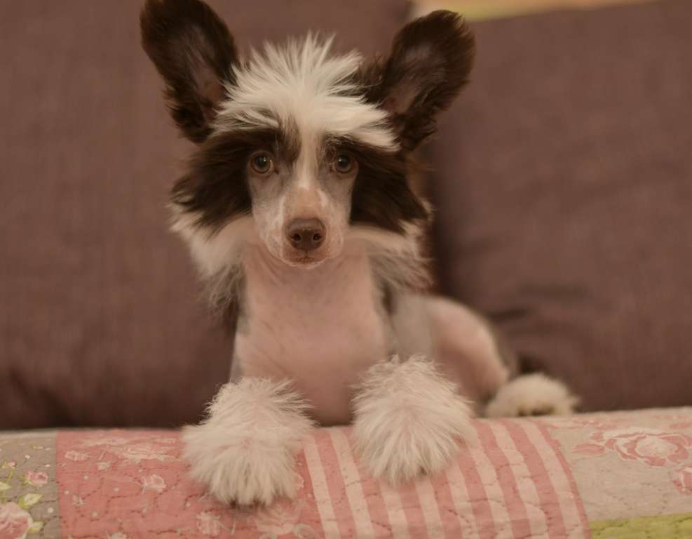 HitLine Ltd Terrific Tornado