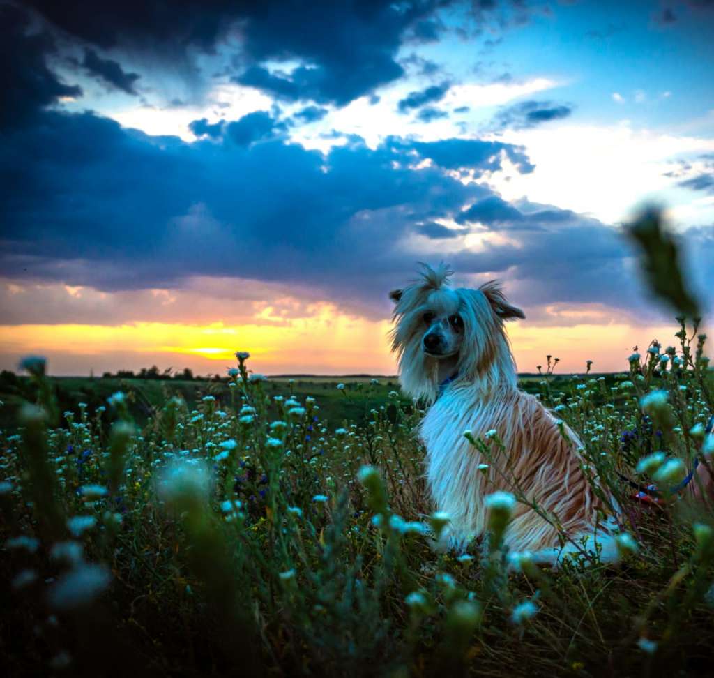 Izabel Crystals Itsed Diamond