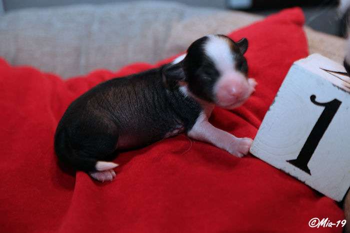 Tirlittan Villy Wonka