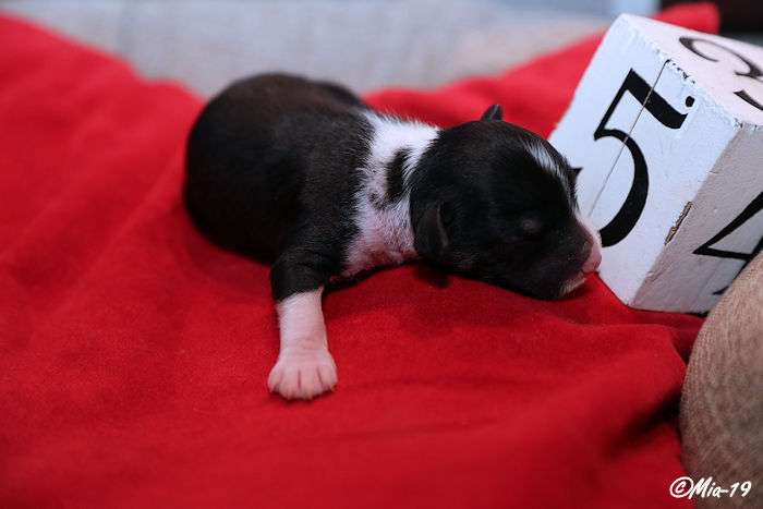 Tirlittan Winnie the Pooh