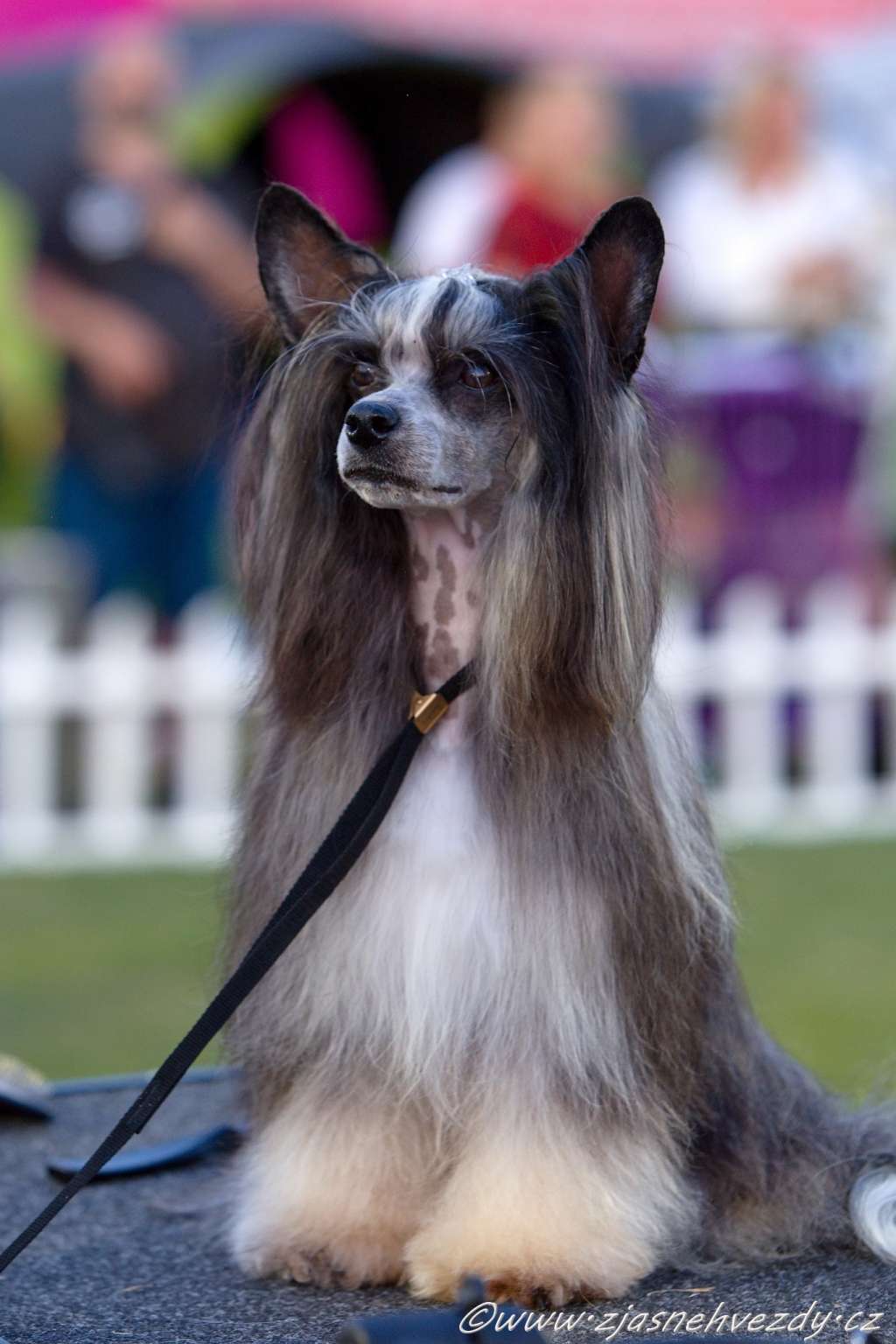 Chaturanga  Avokaduh