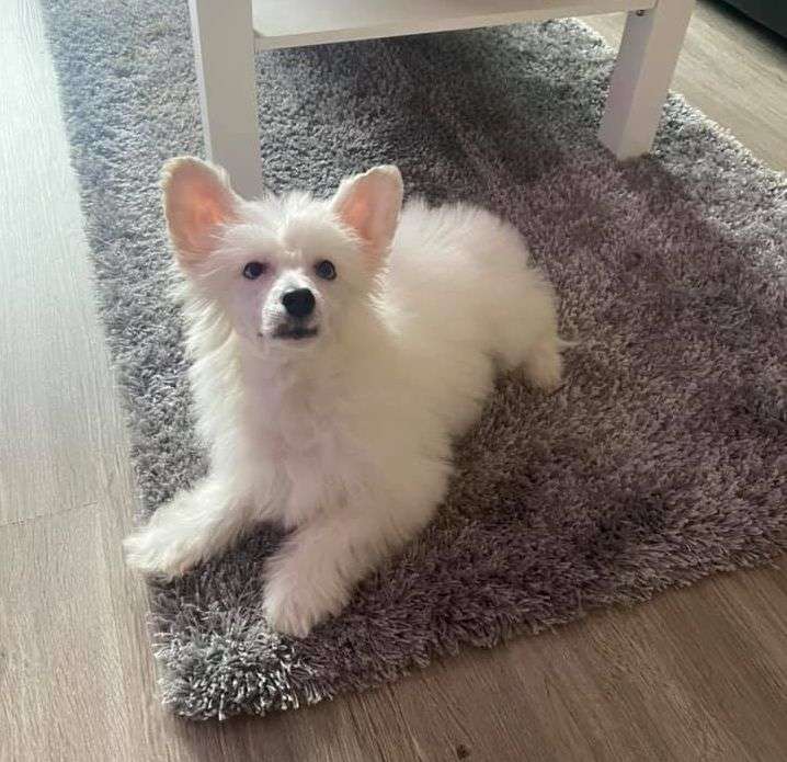 Fundoklia-völgyi Kaszanics Shining Star