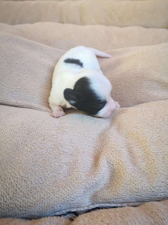 Fundoklia-völgyi Kaszanics