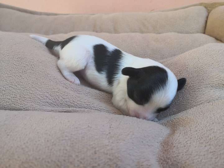 Fundoklia-völgyi Kaszanics