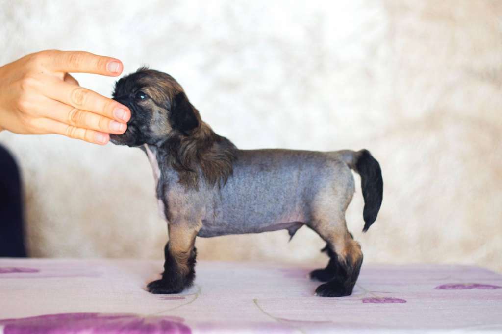 Streaptill FCI Gattaca Razzle Dazzle