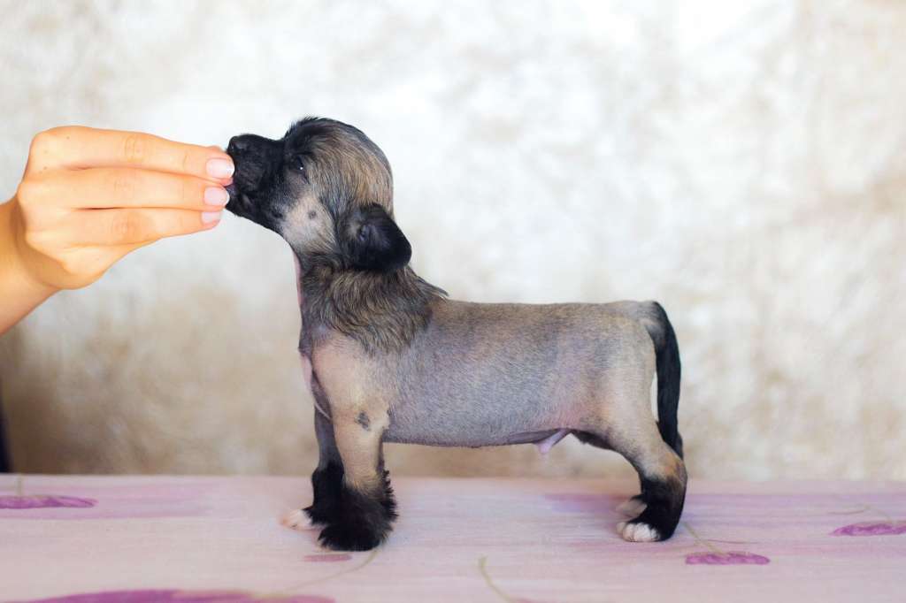 Streaptill FCI Gattaca Desert Dusk