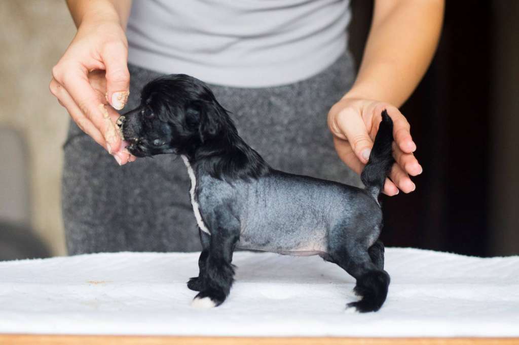 Streaptill FCI Gattaca Natasha Denona