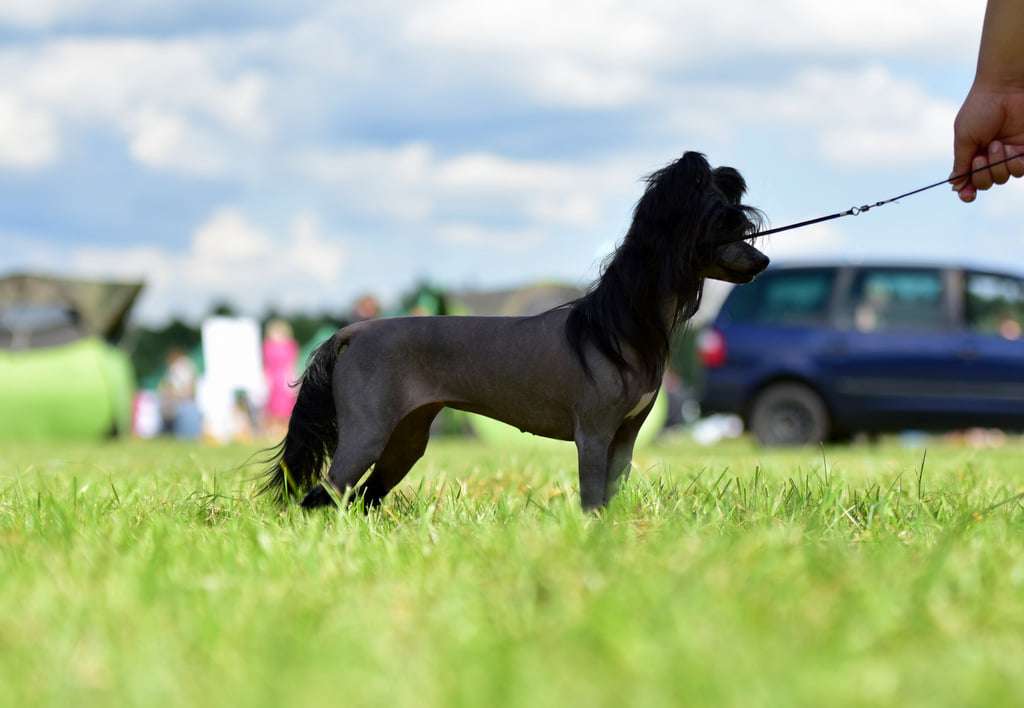 Streaptill FCI Gattaca Mary Lou