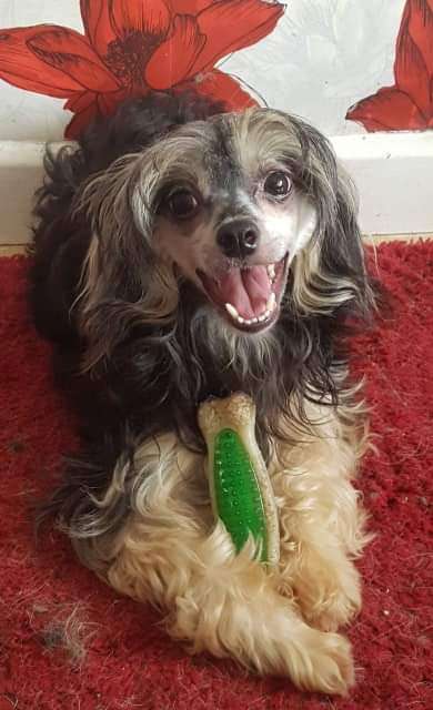 Suaisa Secret Squirrel