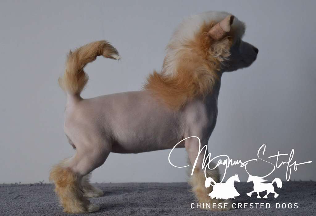 Magnus Staff Corina The Ambitious