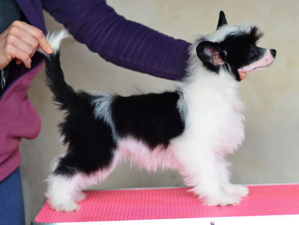 Odin iz Sozvezdiya Khana