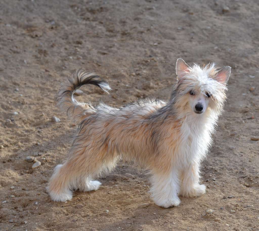 Nike iz Sozvezdiya Khana