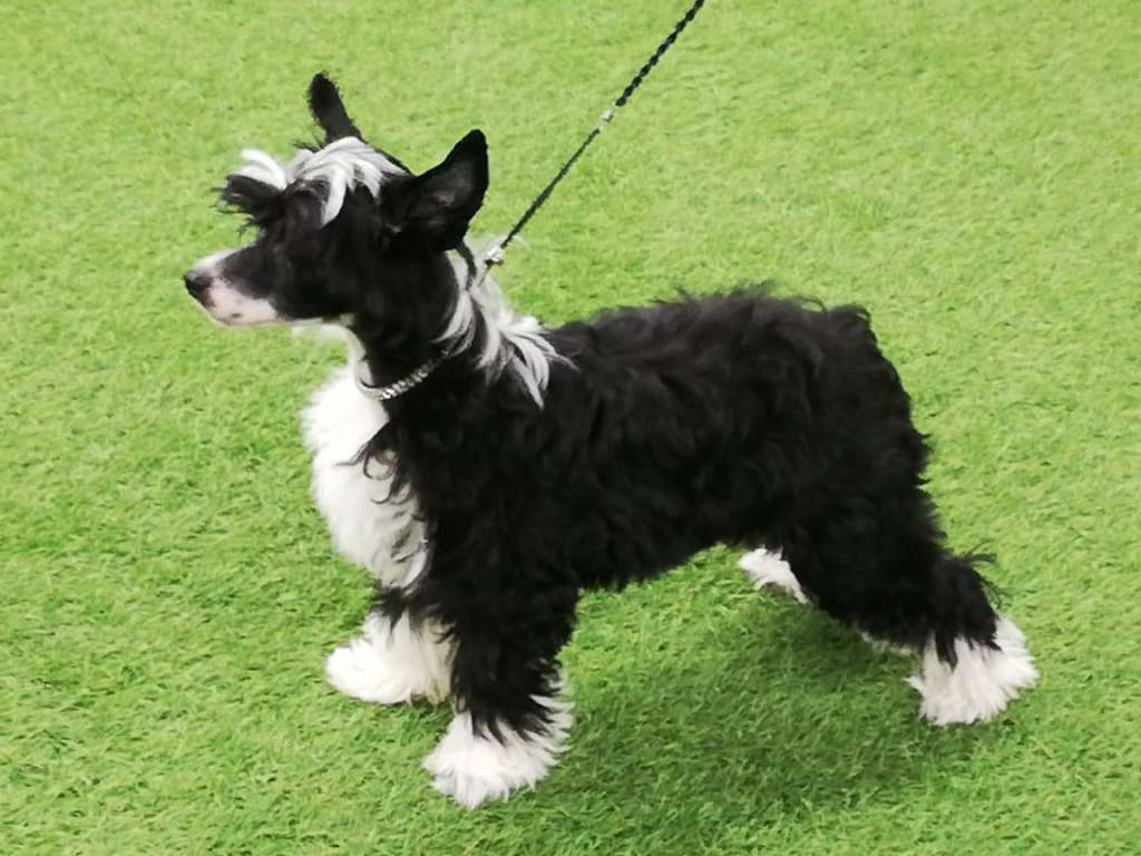 Beyesa's Carribean Fairytale