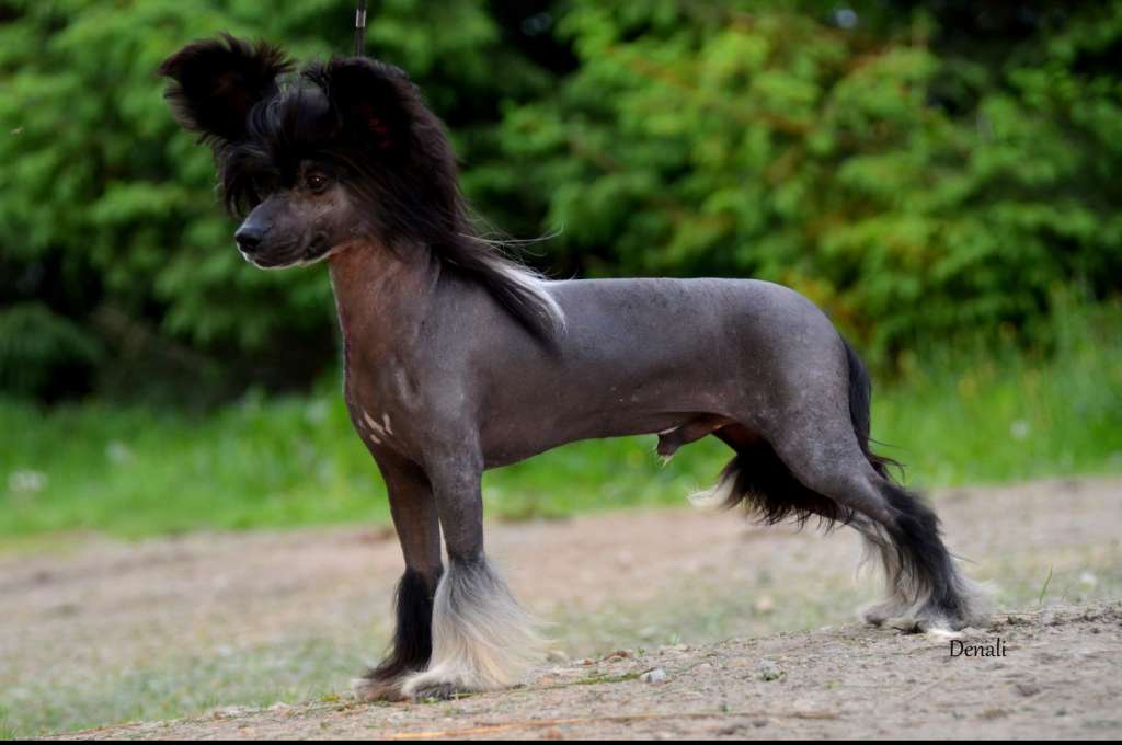 Denali's Bare Necessities