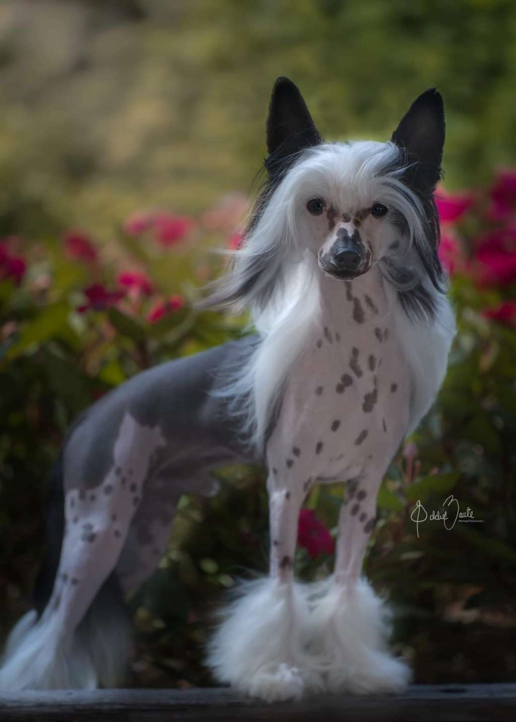 GCH Nothing Is Impossiblee Heybett CA FCAT TKN