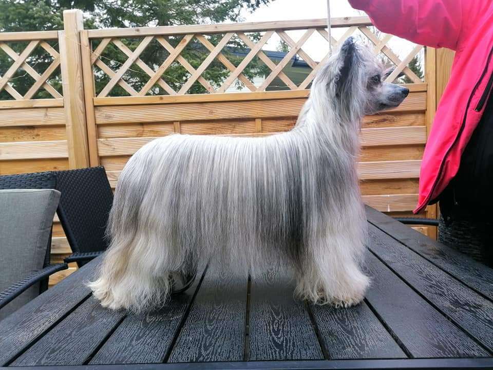 Forte Fregata Almost Toydoll