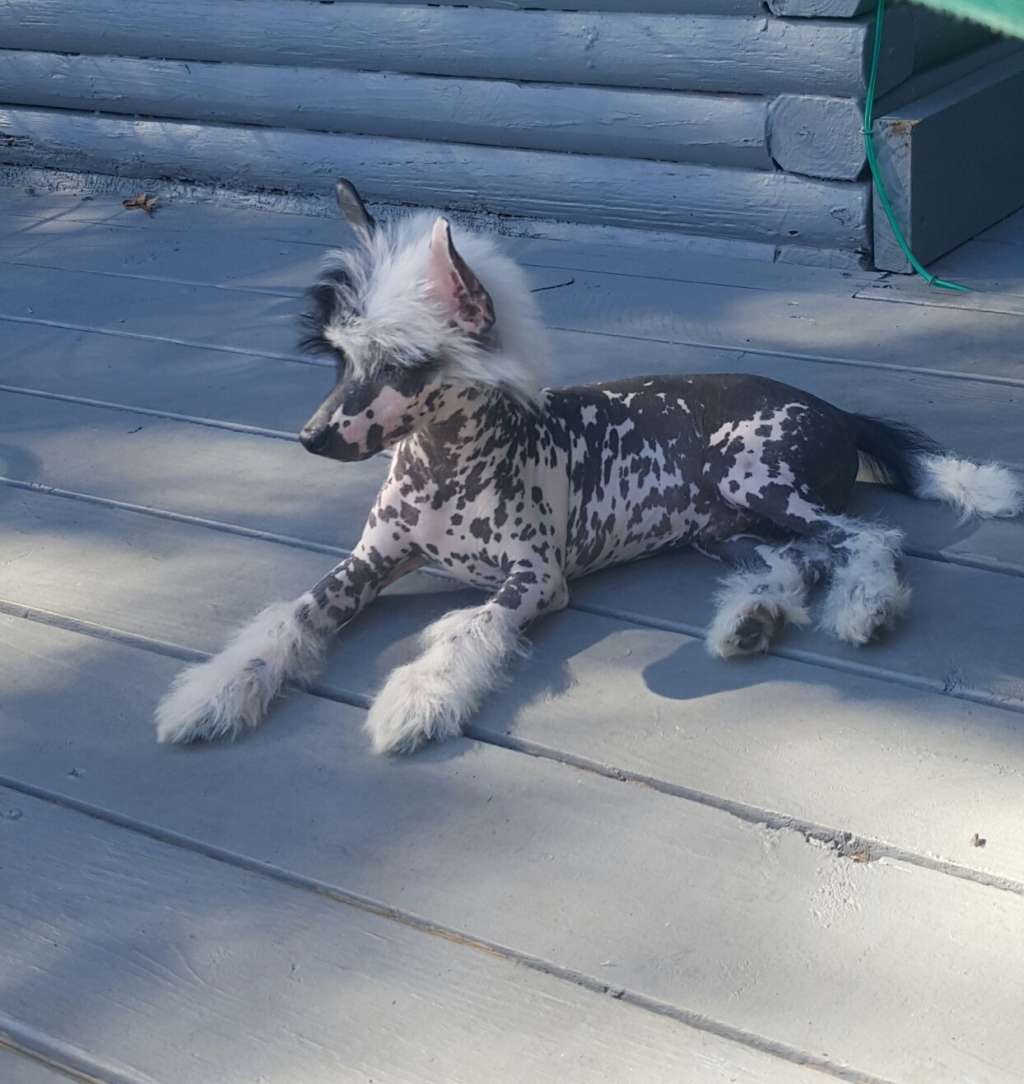 Valkrest Hollywood By Jove