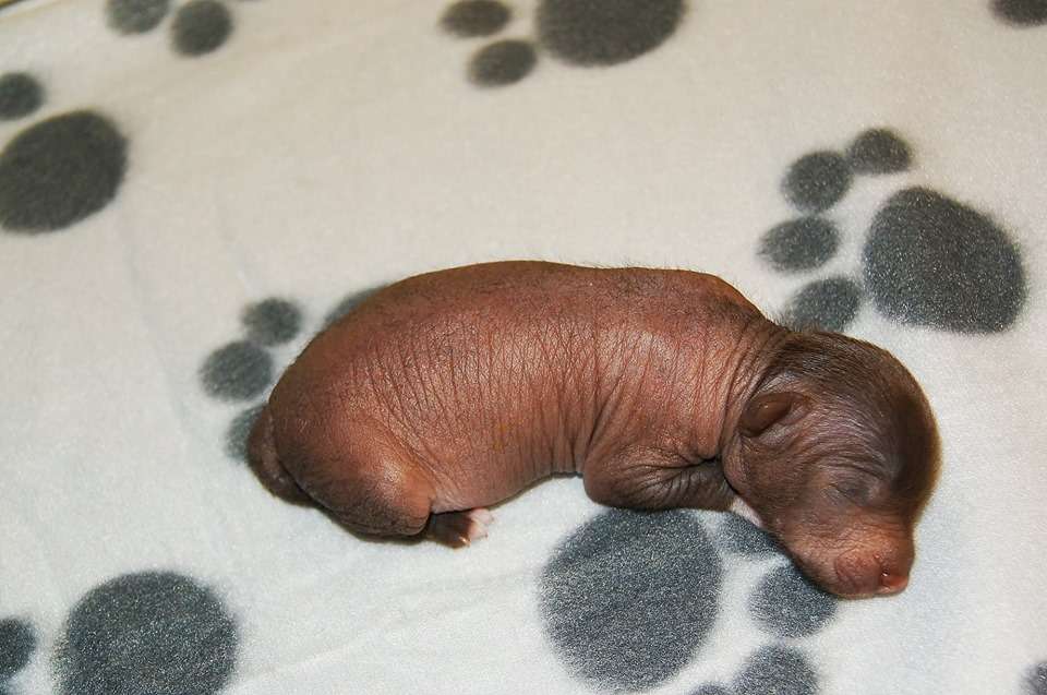 Dessimo Aspera Astrum