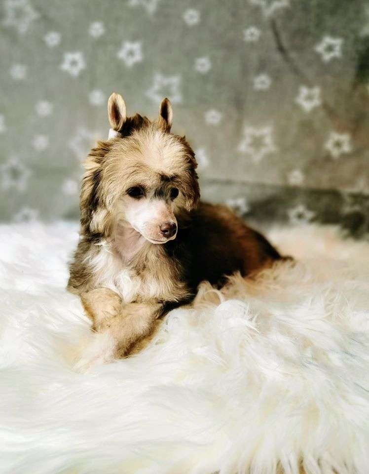 Delicja Aspera Astrum