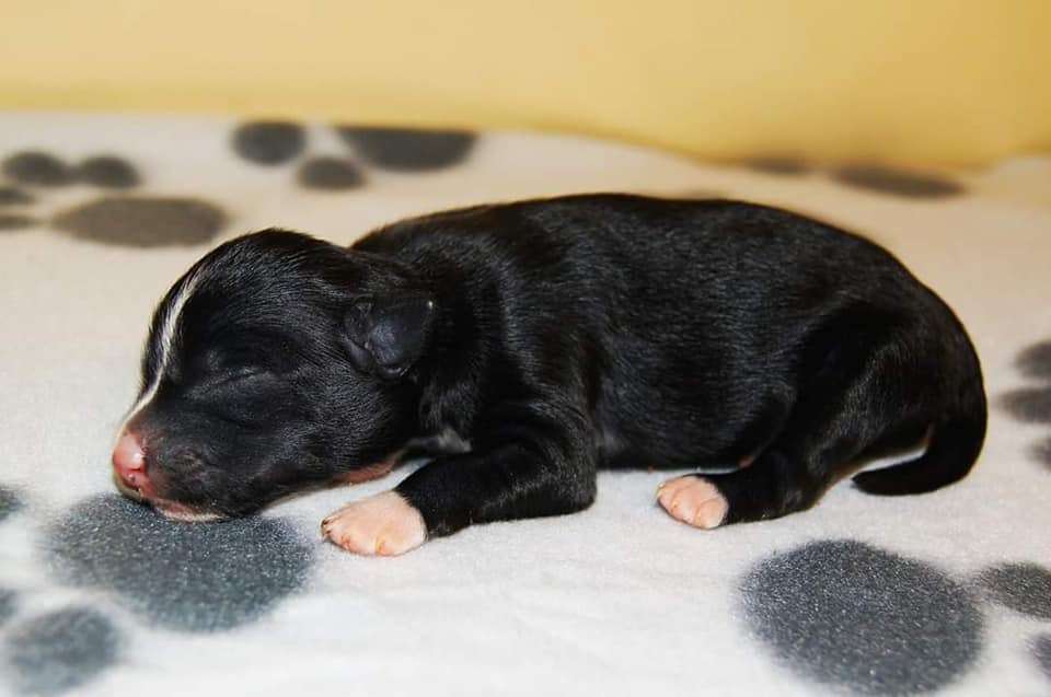 Dark Coco Aspera Astrum