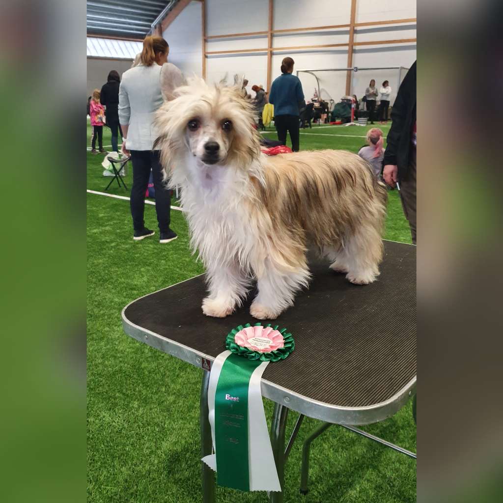 Dreaming Diva Laminacka