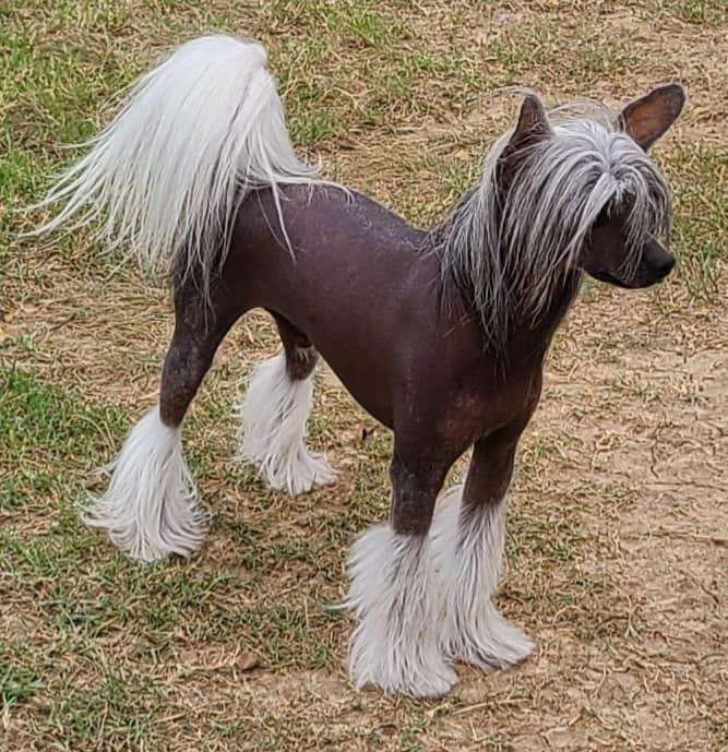 Daniels Little Emperor Ming