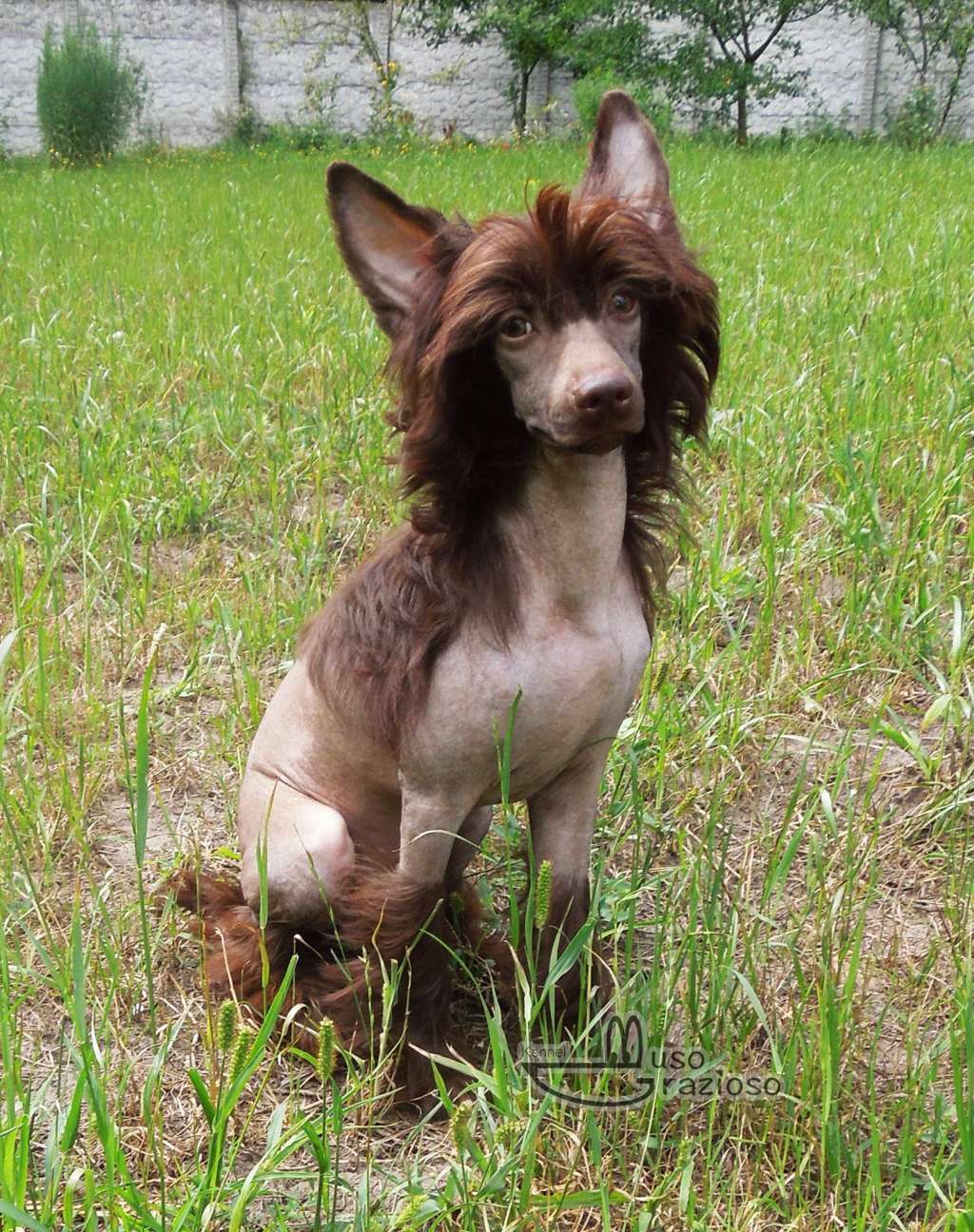 Muso Grazioso Limbo Showman