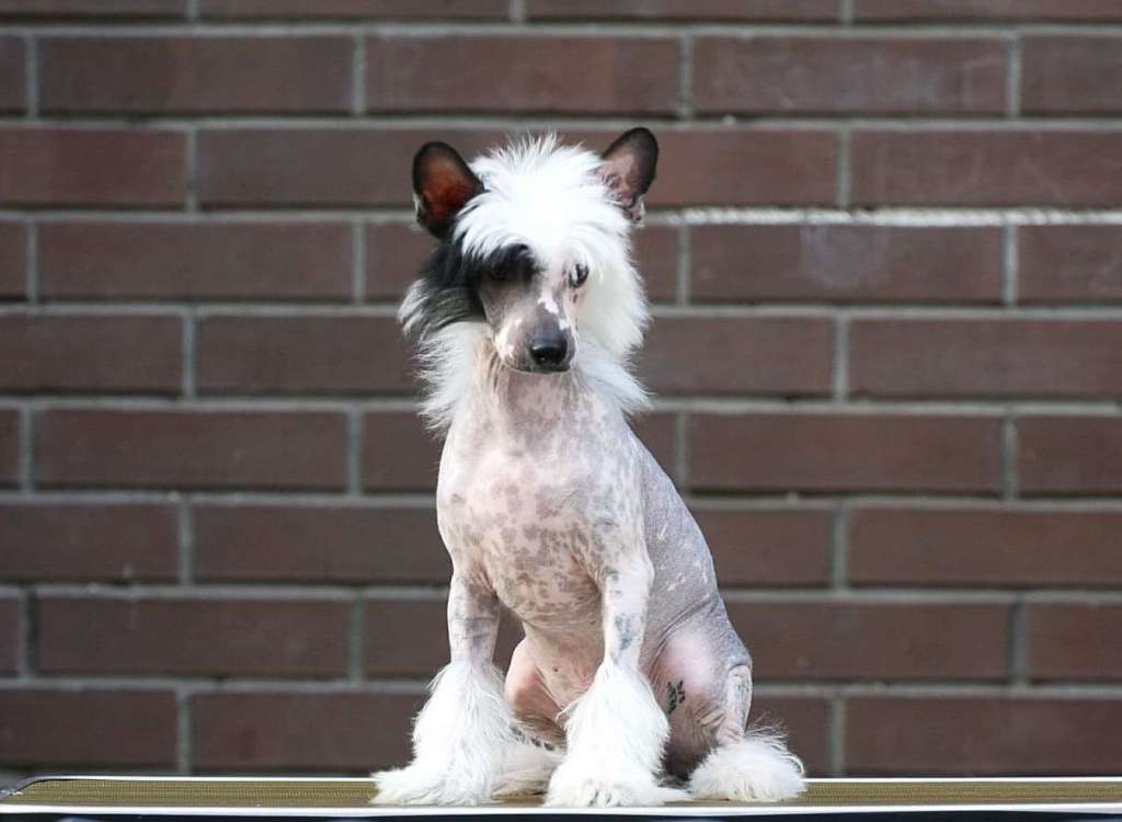 Marydance Cesc Solar Element