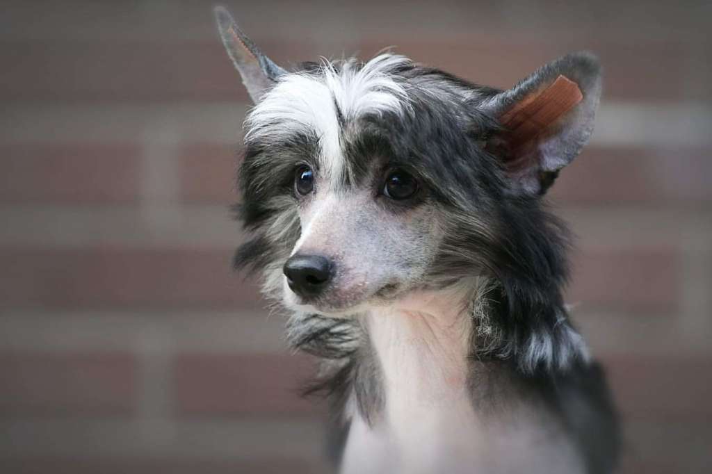 Marydance Dare-Devil