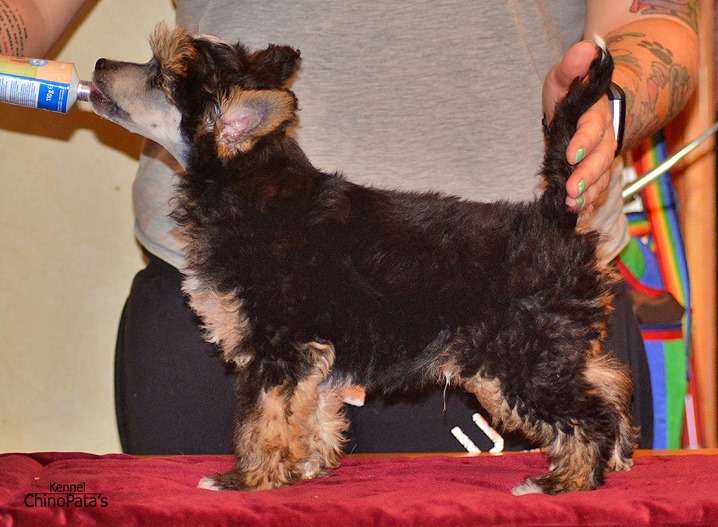 ChinoPata's Omelette Du Fromage