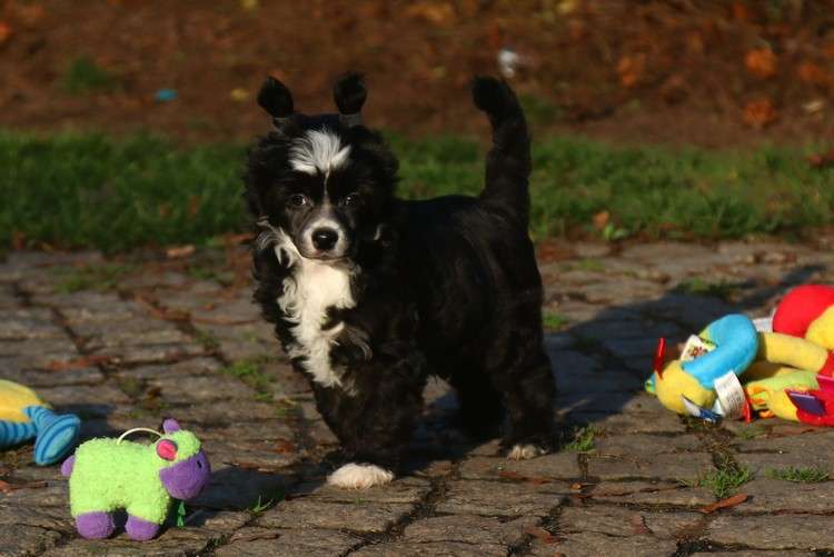 Zino Davidoff Gattaca