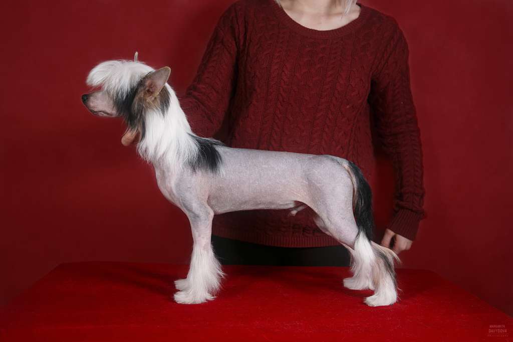 Astrum Anima Brendan