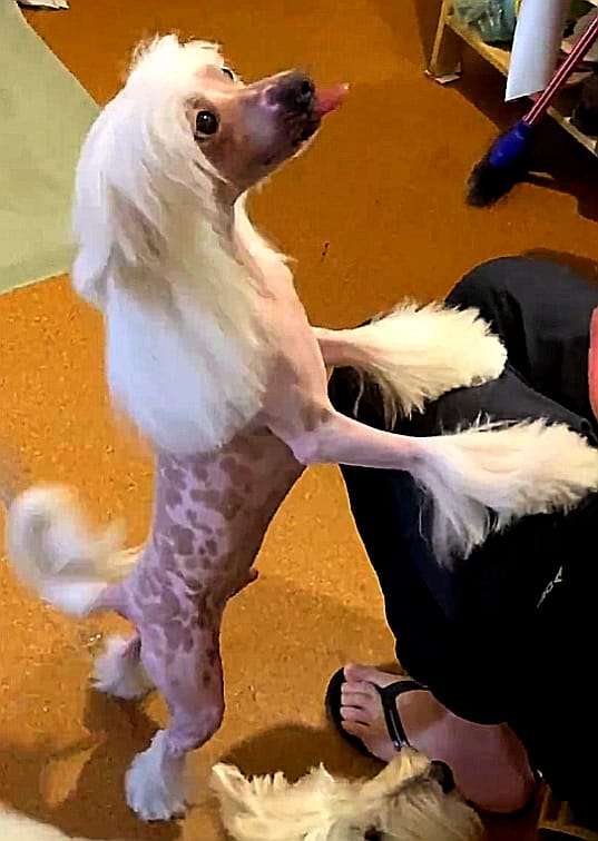 Villi Boy Iz Chudnoy Doliny