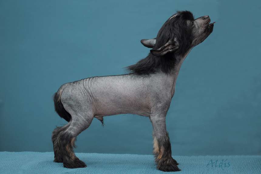 Practical Hero Yesterday Stud