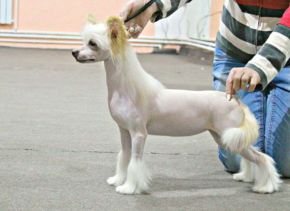 Istina V  vine Iz Vishnevogo Sada