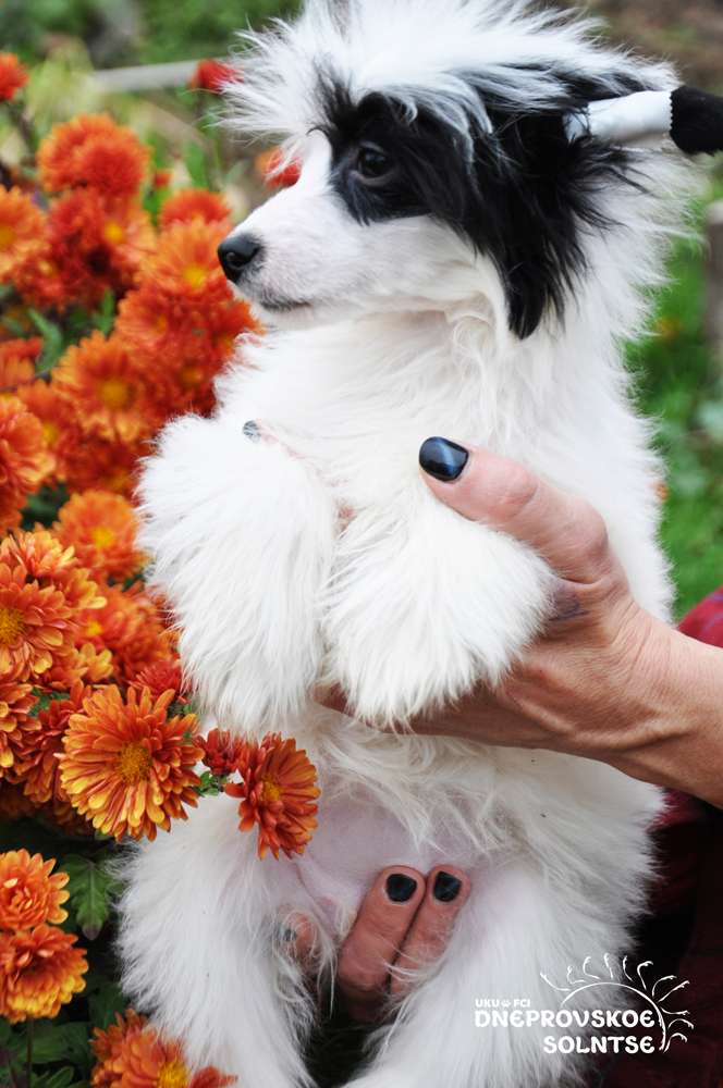 Enigma White Diamond Dneprovskoe Solntse