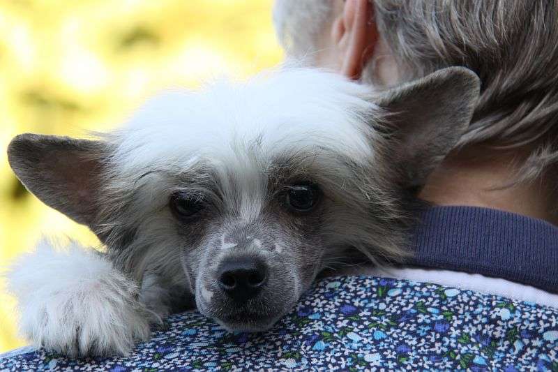 Zheneva-Debjut L * Amur