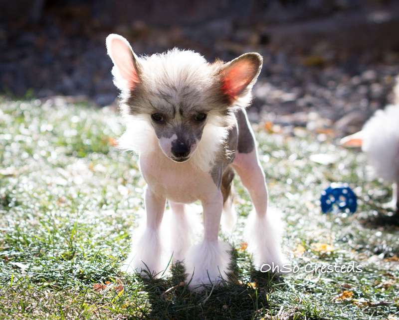 OhSo Don't Be Jealous