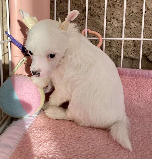 Tayroc von Shinbashi