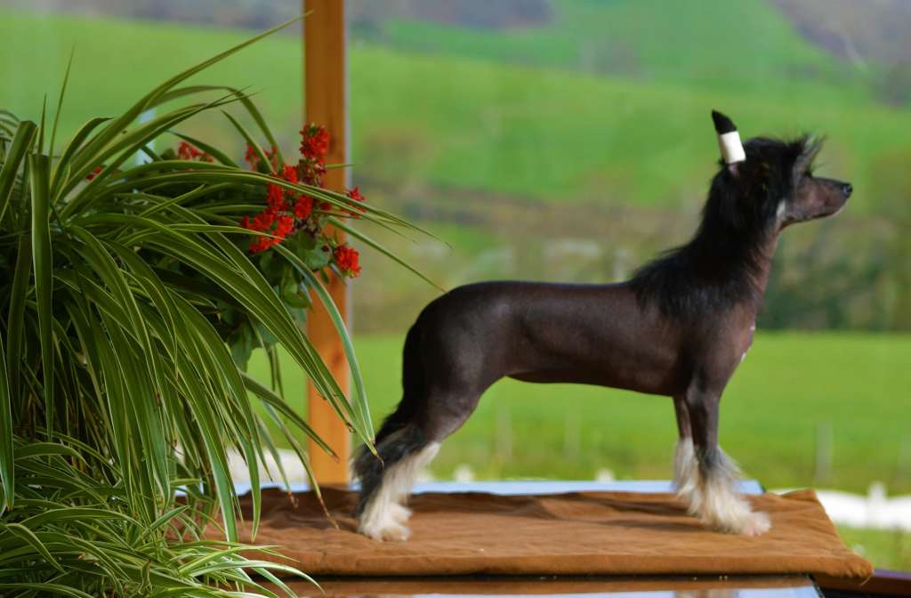 Little Dog Of Dream Popstar