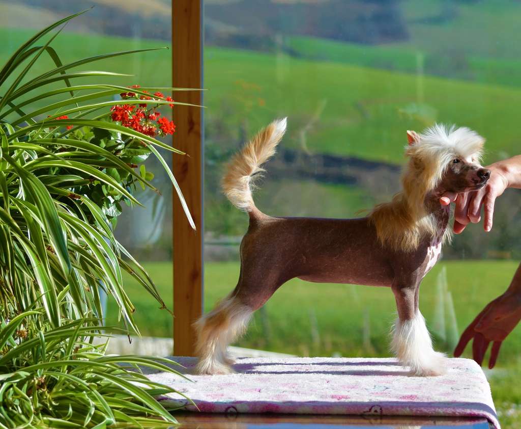 Little Dog Of Dream Pearl Magic