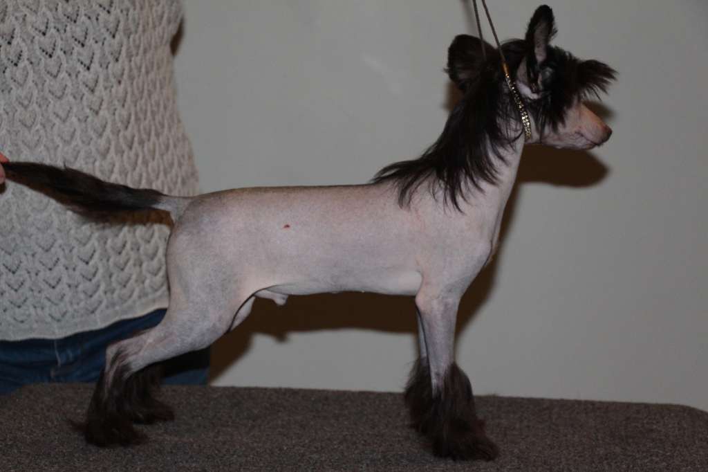 Bella Constanta Lankaster