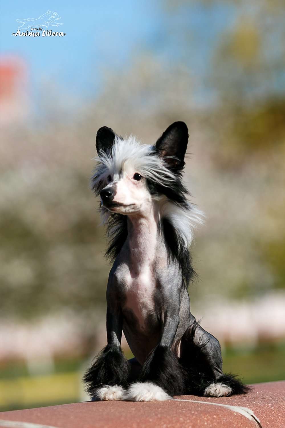 Sol'tanto Love Story