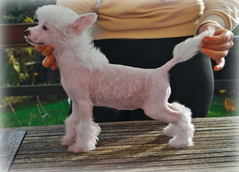 United State Of Pop Juna Dogs Fci