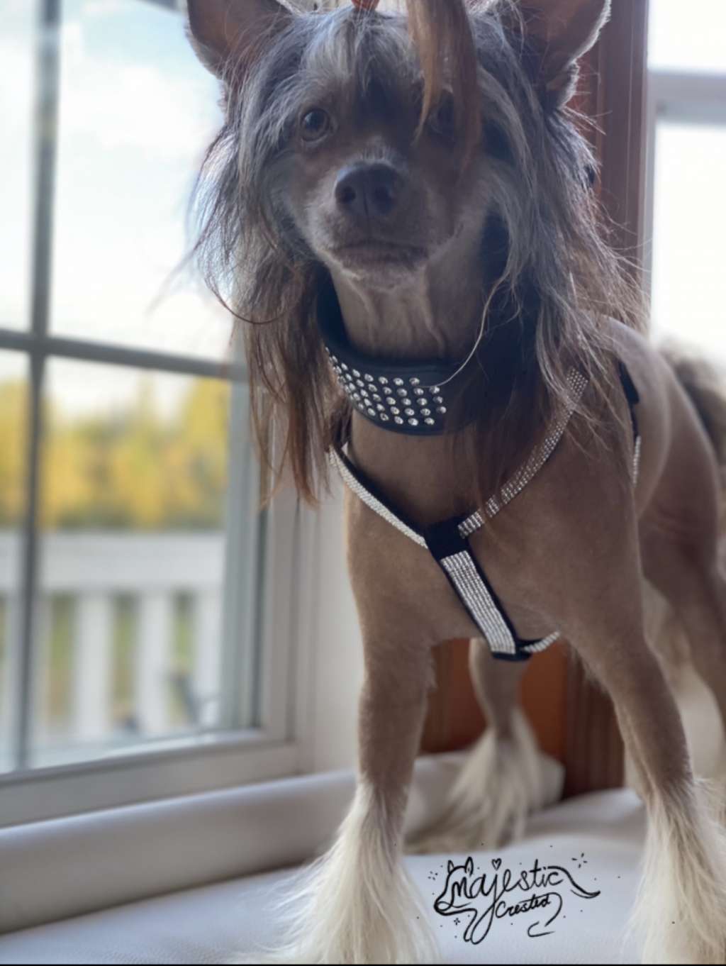 Muso Grazioso Runde Von Sabot