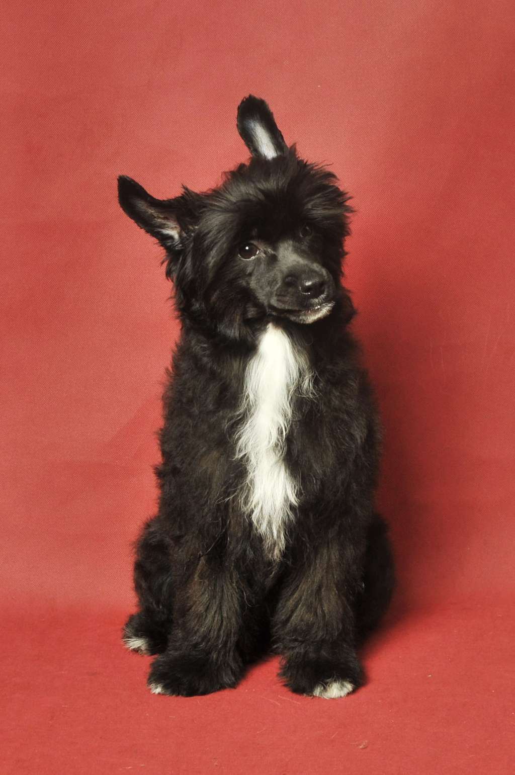 Fala Zaczarowany Flet