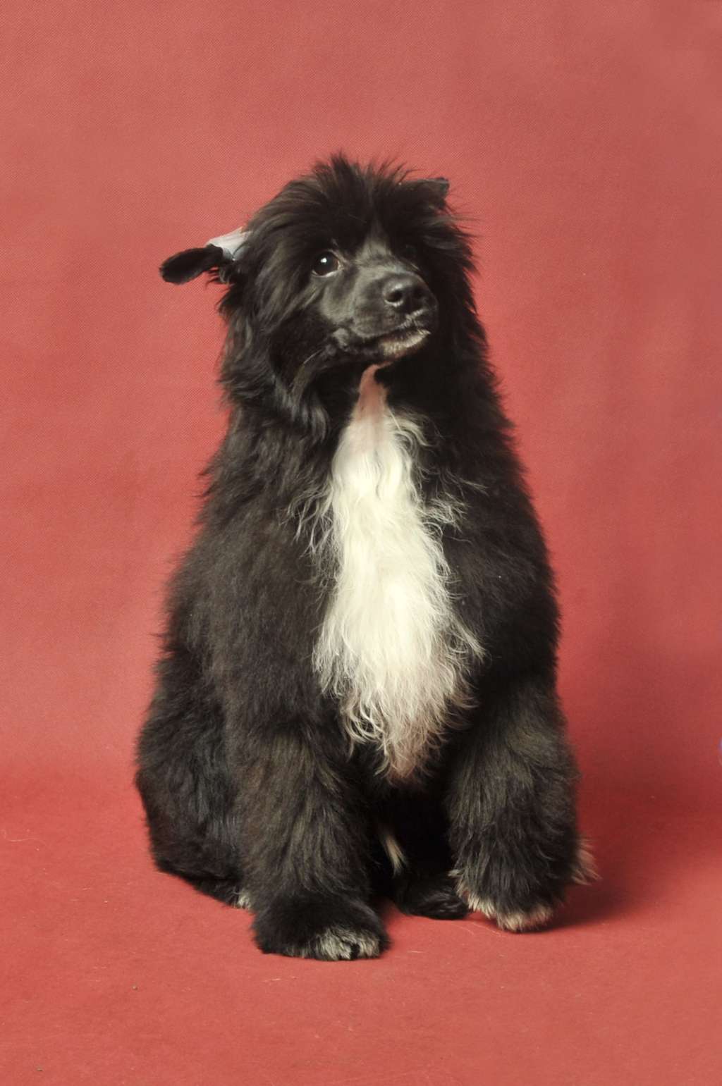 Franco Zaczarowany Flet