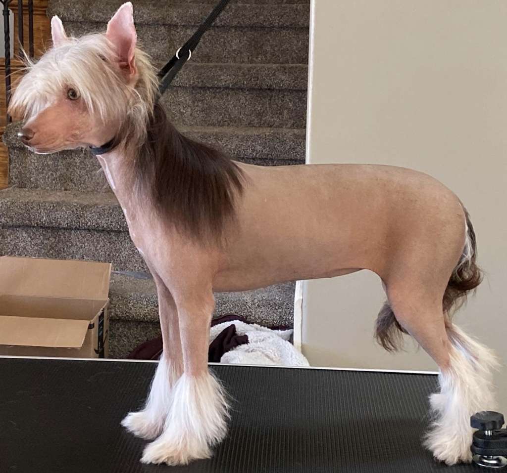 Muso Grazioso Real Maisy